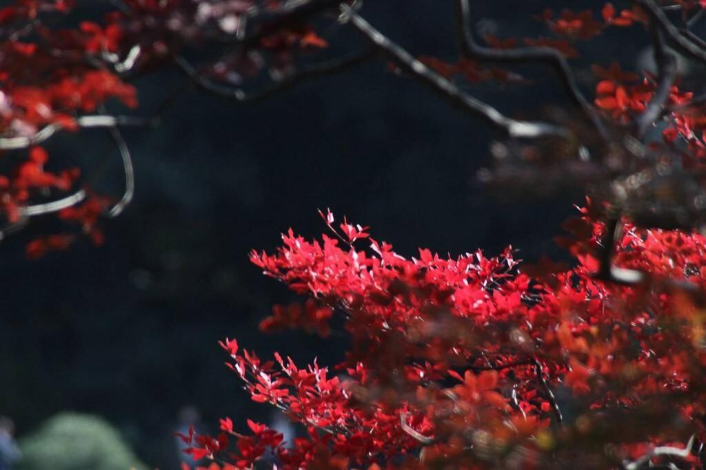 Tora Hotel Tokyo-Rikugienn 寅ホテル 六義園 A Exteriér fotografie